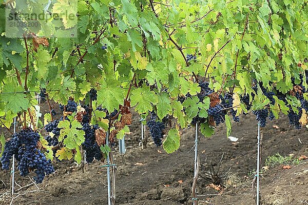 Cramele Recas winery vineyard near the wine village of Rekasch  Recas  red grape growing area  Cabernet Sauvignon grape  Banat  Romania  Europe