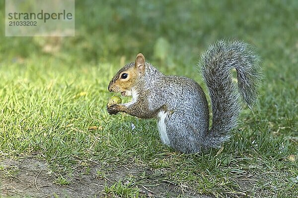 A small cute squirrel eating an acorn in a park in Spokane  Washington