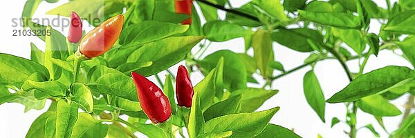 Organic red pepper plant panorama  with green leaves  on a white background  a panoramic banner  Food photography  Food photography