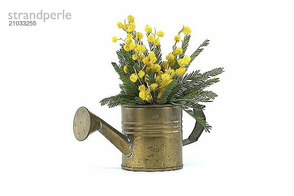 Bouquet of yellow mimosa flowers in a brass watering can isolated on white background