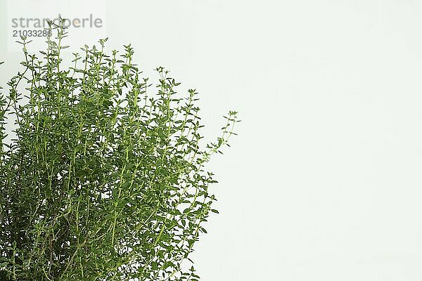 Close-up of a fresh thyme plant (Thymus vulgaris) isolated on white background and copy space