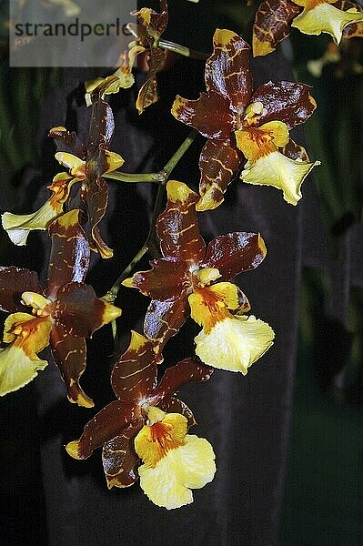 Large Oncidium orchids on black background