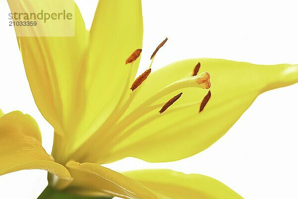 A close up studio photo of a yellow lily set against a white background