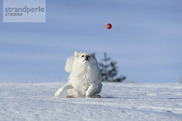 Ball games in the snow