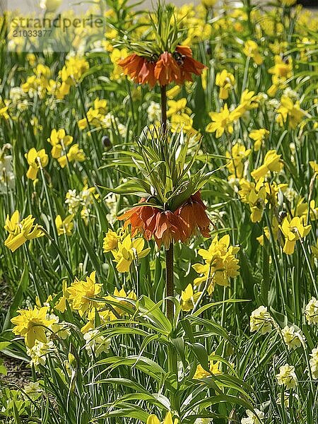 With yellow and orange flowers amidst green plants  Amsterdam  Netherlands