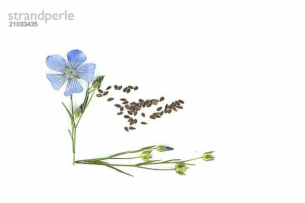 Flowering flax stalks  linseed seeds and linseed capsules isolated on white background. Linum usitatissimum or Common Flax