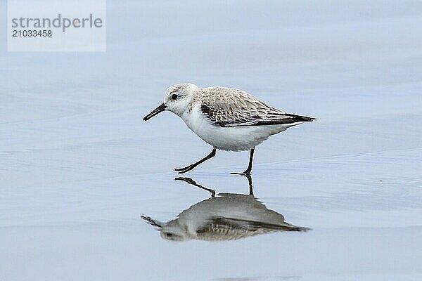 A sanderling on Del Ray beach walking around just north of Seaside  Oregon