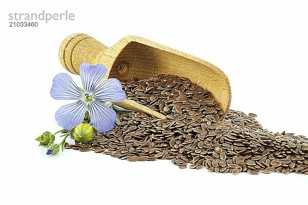 Vibrant blue common flax flower and seeds in close up isolated on white background