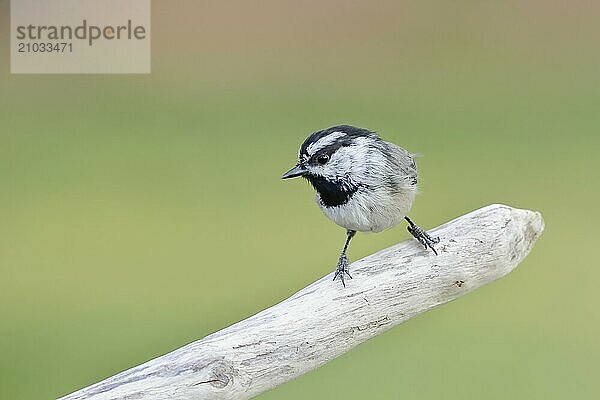 A small mountain chickadee is perched on a small barren branch in north Idaho