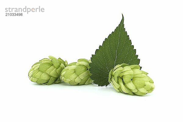 Hop cones with leaf  fresh green hops branch isolated on a white background