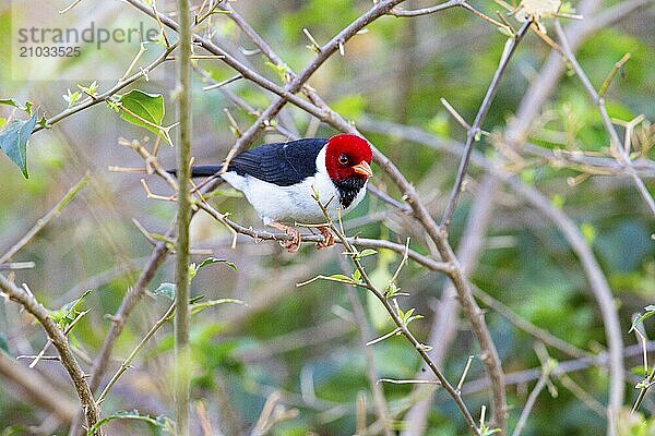 The red-capped cardinal (Paroaria gularis) Pantanal Brazil