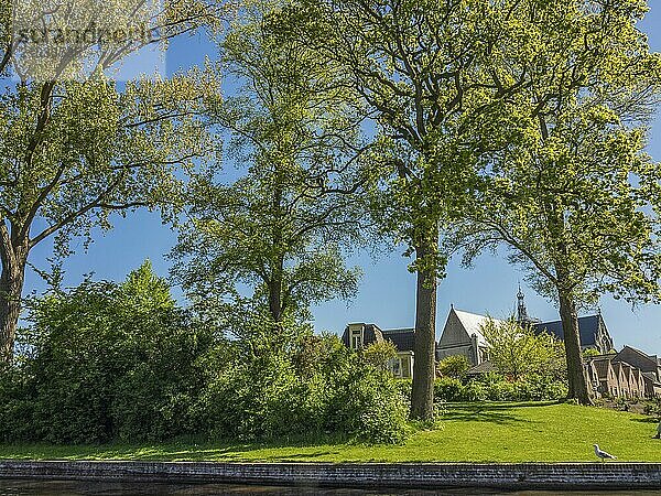 Historic church in the background with green trees and grass in a quiet  sunny atmosphere  alkmaar  the netherlands