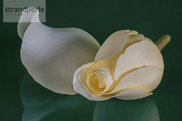 Pale yellow rose blossom on black glass