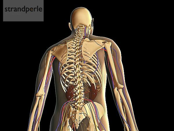 Transparent rear view of human body showing skeleton  kidney and nervous system