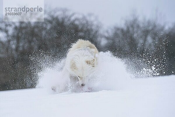 Icelandic dog slows down in the snow