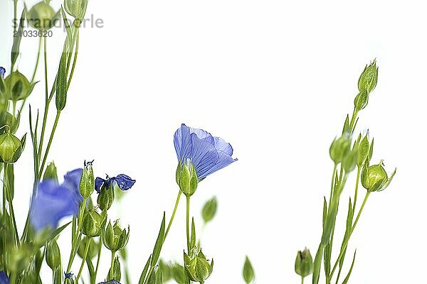 Close-up of a vibrant and beautiful blue flax flowers and plants isolated on white background