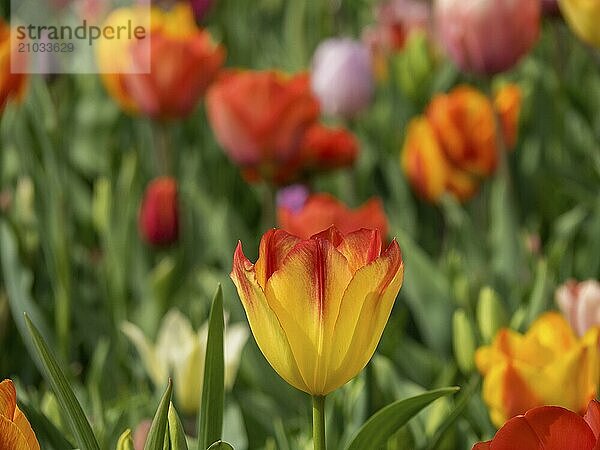 A yellow tulip in the foreground  surrounded by blurred  colourful flowers and green grass  Amsterdam  Netherlands