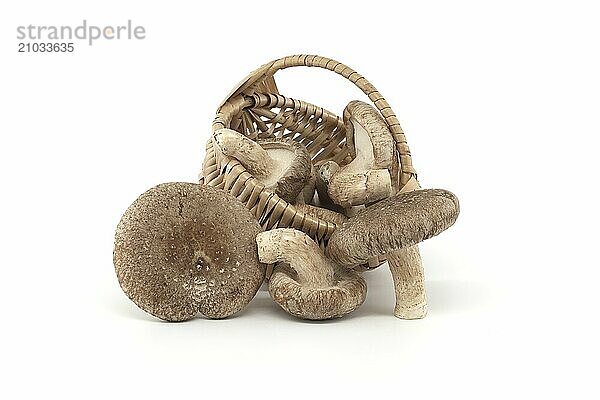 Shiitake mushrooms in woven wicker basket over white background. Lentinula edodes  medicinal herbs and fungi