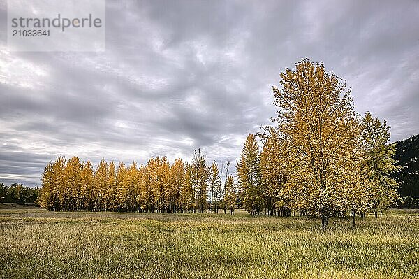 A cluster of trees with yellow leaves in fall at the Kootenai Wildlife Refuge near Bonners Ferry  Idaho