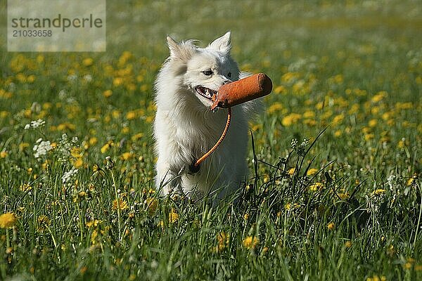 Retrieving Icelandic Hound