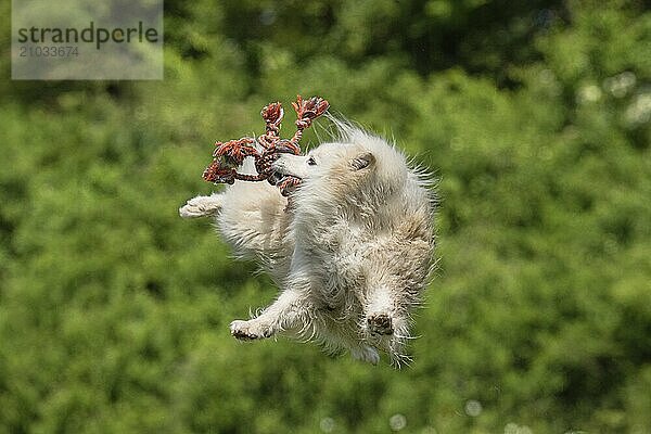 My Icelandic dog is characterised by enormous jumping power