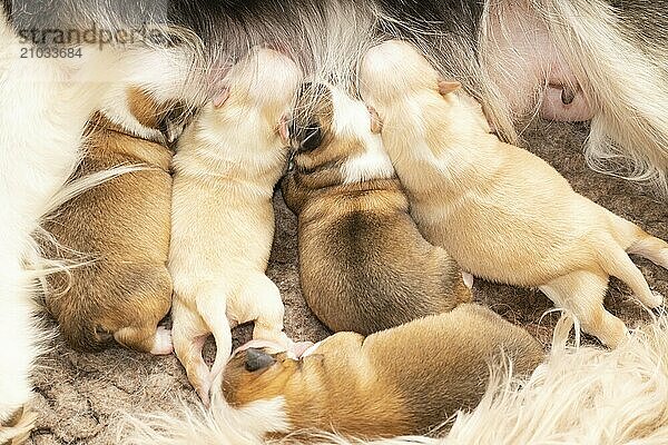 Four-day-old Wekpen (Icelandic dogs)