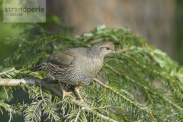 Female quail on a small pine tree branch in Rathdrum  Idaho