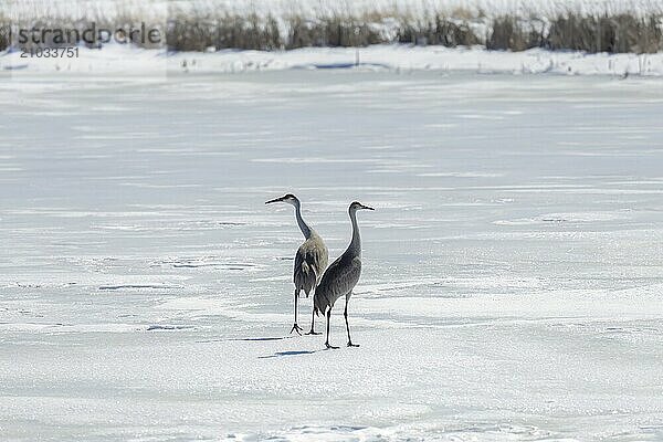 The sandhill crane (Antigone canadensis) in the snow at the end of winter  Native American bird a species of large crane of North America