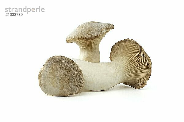 Pleurotus eryngii mushroom isolated on white background  also known as king trumpet mushroom  French horn mushroom  eryngi  king oyster mushroom  king brown mushroom