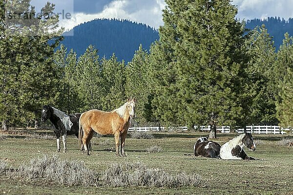 Some horses in a field near Hayden  Idaho. A few are standing and a few are laying down