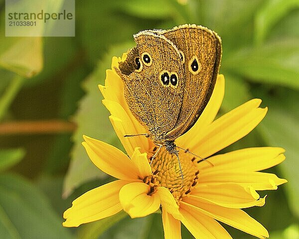 The brown forest bird is a butterfly of the noble butterfly family and is also known as the chimney sweep