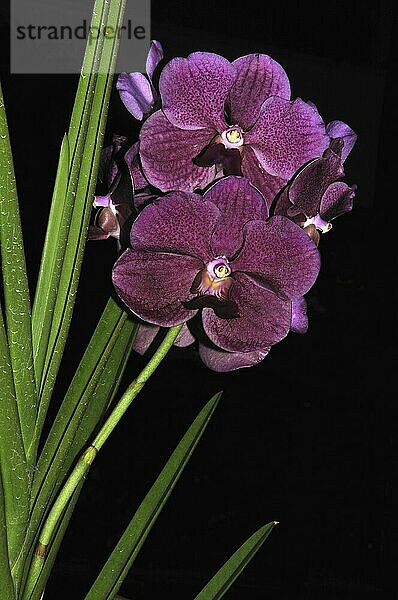 Large purple Phaleonopsis orchids on black background