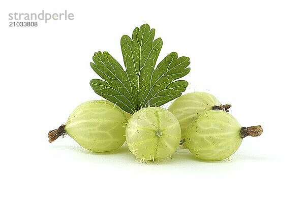 Gooseberry isolated on white background. Heap of fresh ripe gooseberries