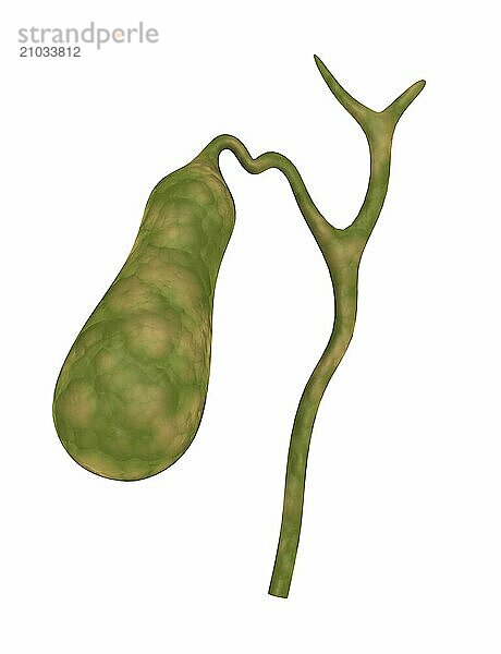 Conceptual image of human gall bladder