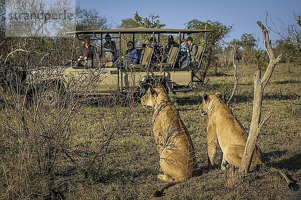 Female lionesses (Panthera leo) watching buffalo herd  safari car with tourists behind  Balule Plains  South Africa  Africa