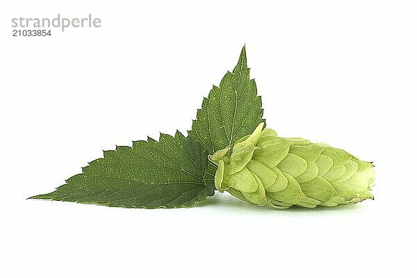 Fresh green hops cones in close up isolated on white background  full depth of field. Humulus lupulus seed cones  beer ingredients  herbal natural medicine