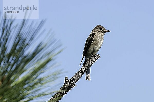 A western wood-pewee is perched on a pine branch in north Idaho