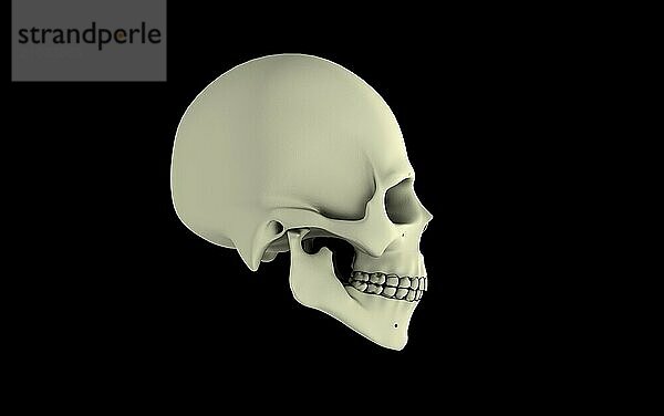 Side view of human skull