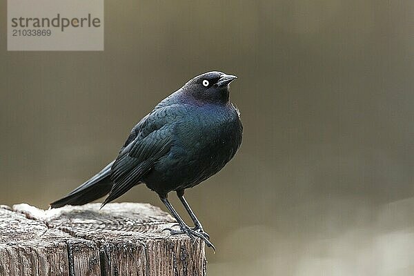 A brewer's blackbird is perched on a post in Hauser  Idaho