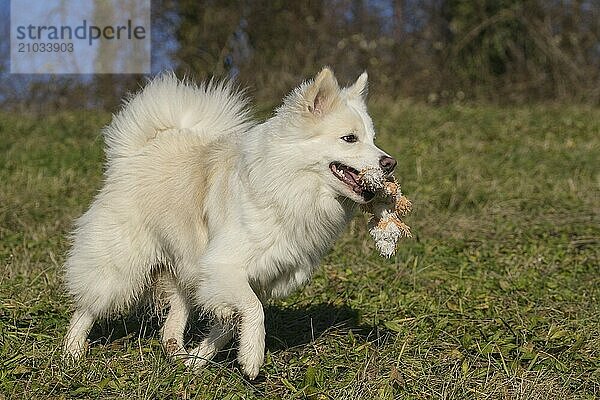 Retrieving Icelandic Hound