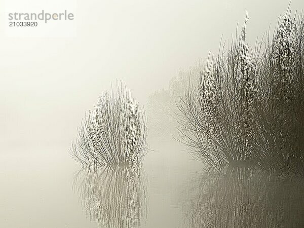 An abstract view of plants and brush silhouetted by the morning light and fog cast a reflection in the still water in north Idaho