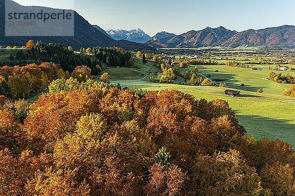 Aerial view of autumnal coloured trees in front of mountains in the morning light  beech forest  Murnau  view of Zugspitze and Ammergebirge  Alpine foothills  Upper Bavaria  Bavaria  Germany  Europe