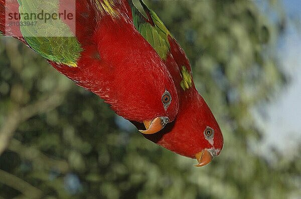 Endangered Chattering Lorikeets  Lorius garrulus garrulus  from the Halmahera and Weda Islands near Indonesia