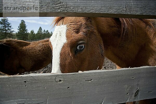 Close up of a horse looking through the fence in eastern Washington