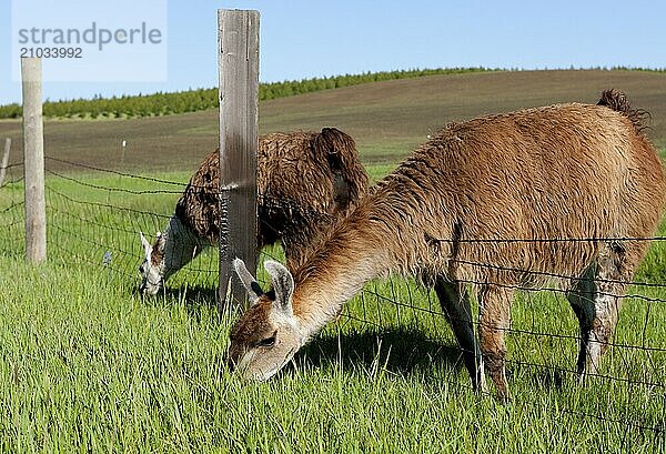 Two Llamas grazing by the fence near Potlach  Idaho