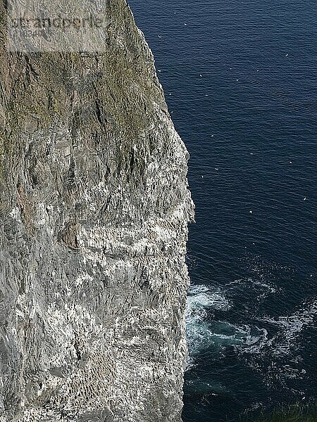 Gannet breeding colony on the bird island of Runde