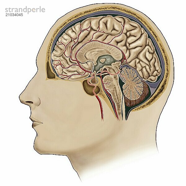 Cross section of brain with arteries