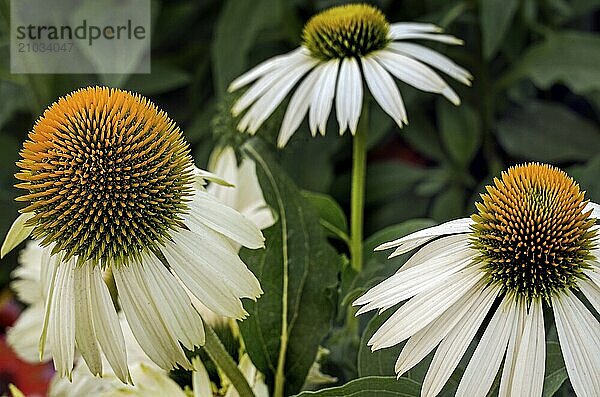 White-flowered coneflower -Alba-  Allgäu  Bavaria  Germany  Europe