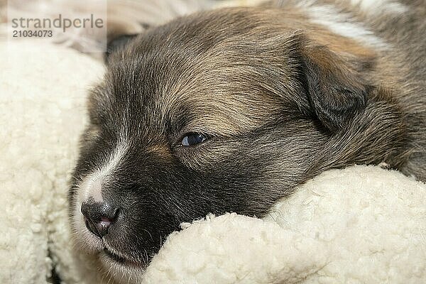 3 week old puppy (Icelandic Hound breed)