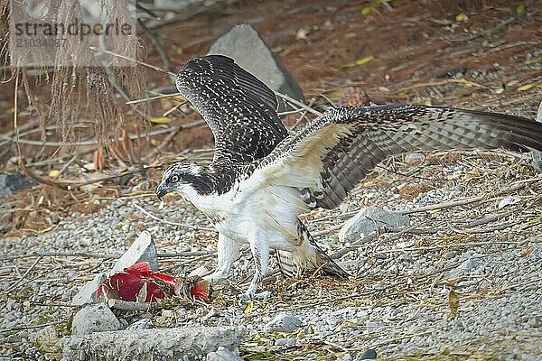 A large osprey stands guard over its fish it recently caught in north Idaho